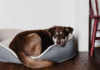 perro durmiendo en su cama