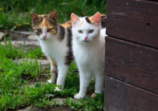 dos gatos viviendo juntos