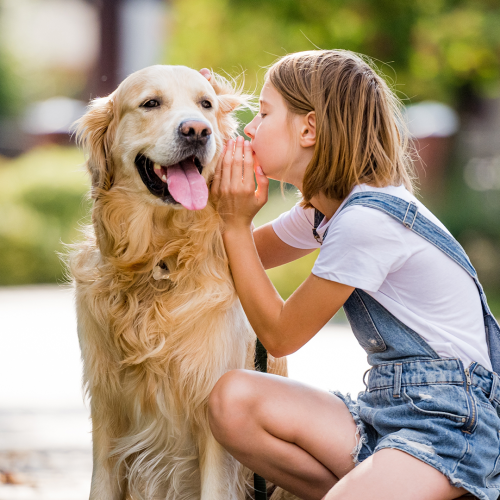 Dicas para voltar à rotina com o seu cão