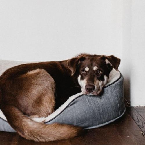 existen camas especiales para la artritis canina perro durmiendo en su cama