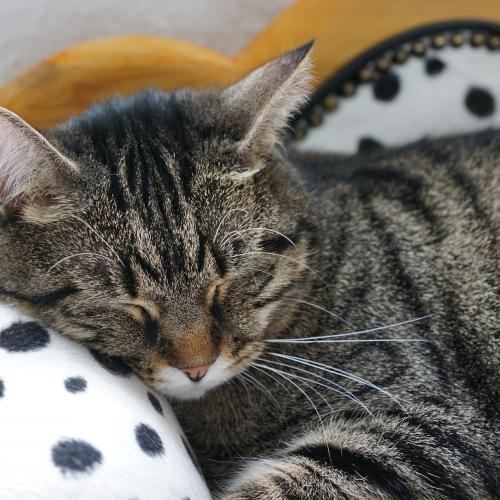 Cómo evitar el estrés en gatos Cómo evitar el estrés en gatos